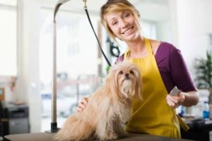 Saiba Como Abrir Um Pet Shop Sem Maiores Dificuldades - Contabilidade em Diadema | Online Contábil