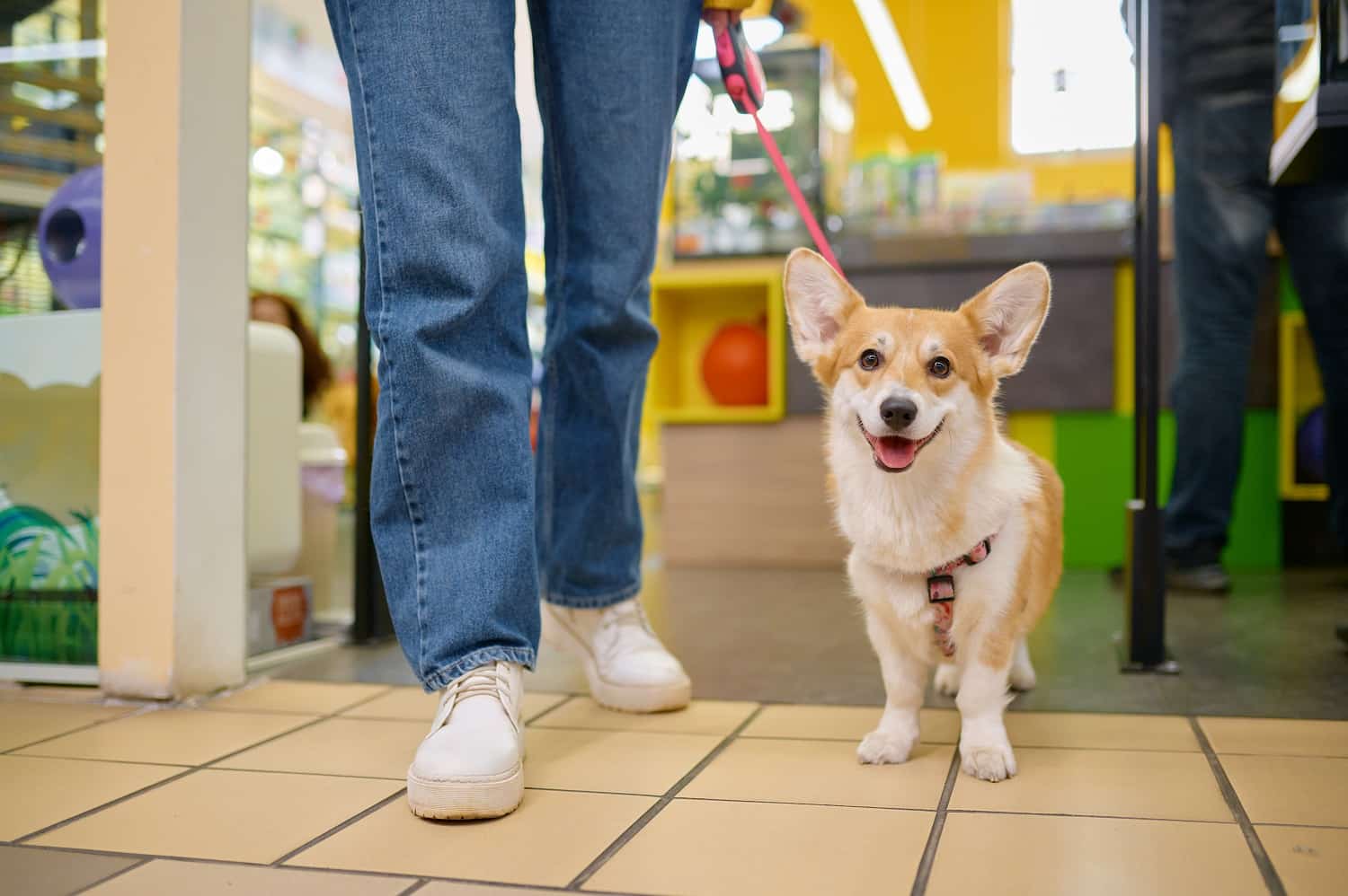 Veja Como Fazer A Abertura De Mei E Os Benefícios Que Isso Traz Para Seu Pet Shop - Contabilidade em Diadema | Online Contábil